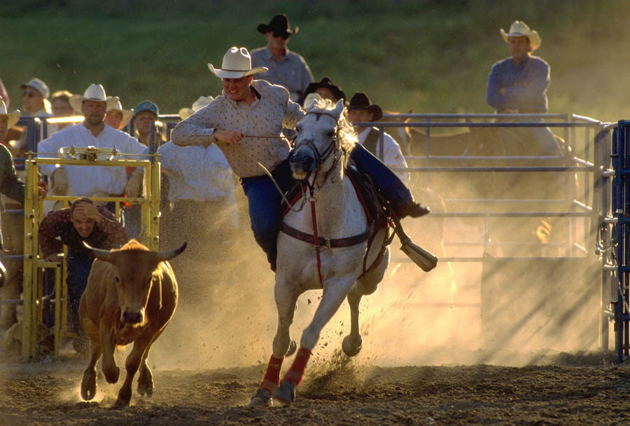 Cowboy roping a steer on horseback